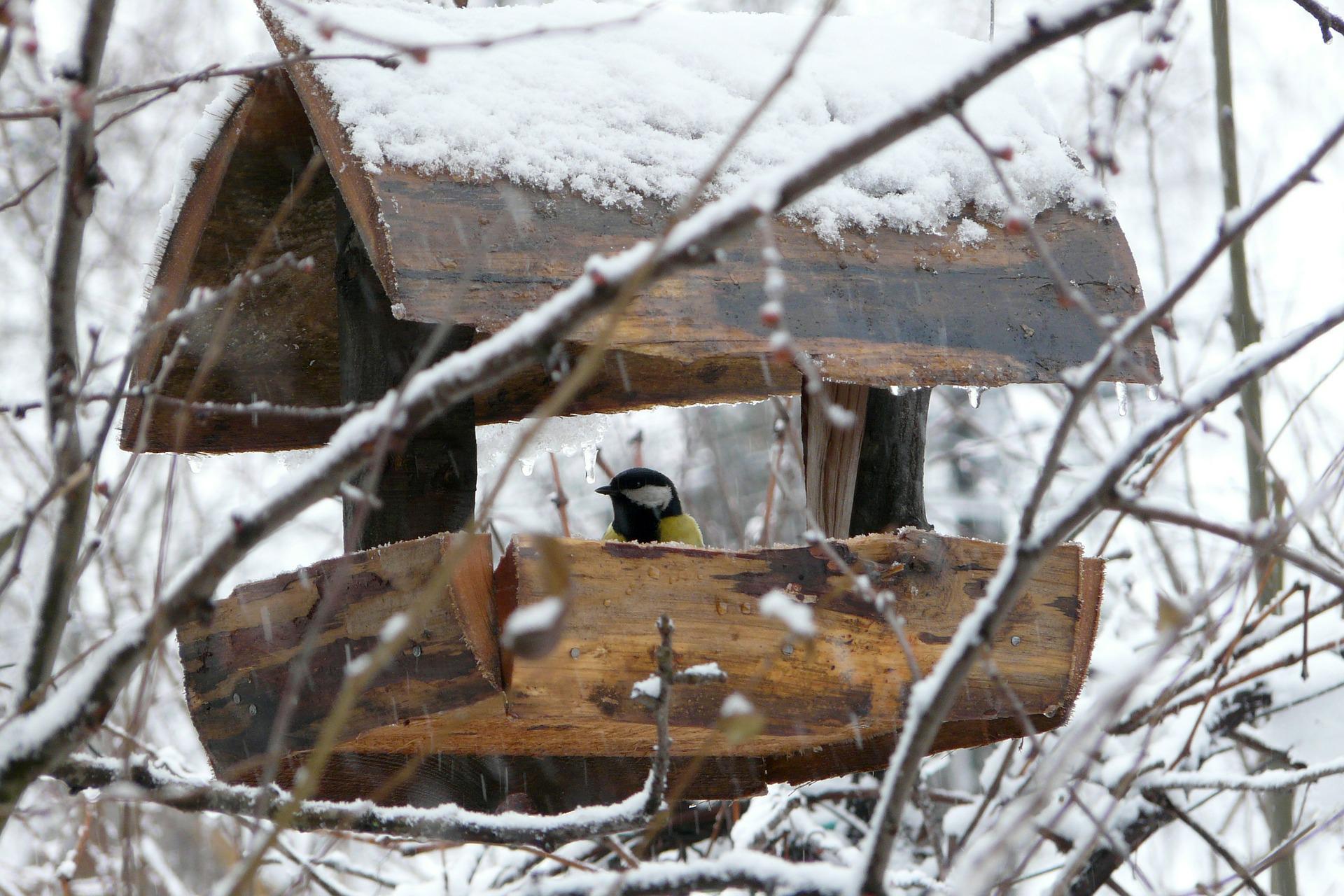 Nourrir les oiseaux en hiver