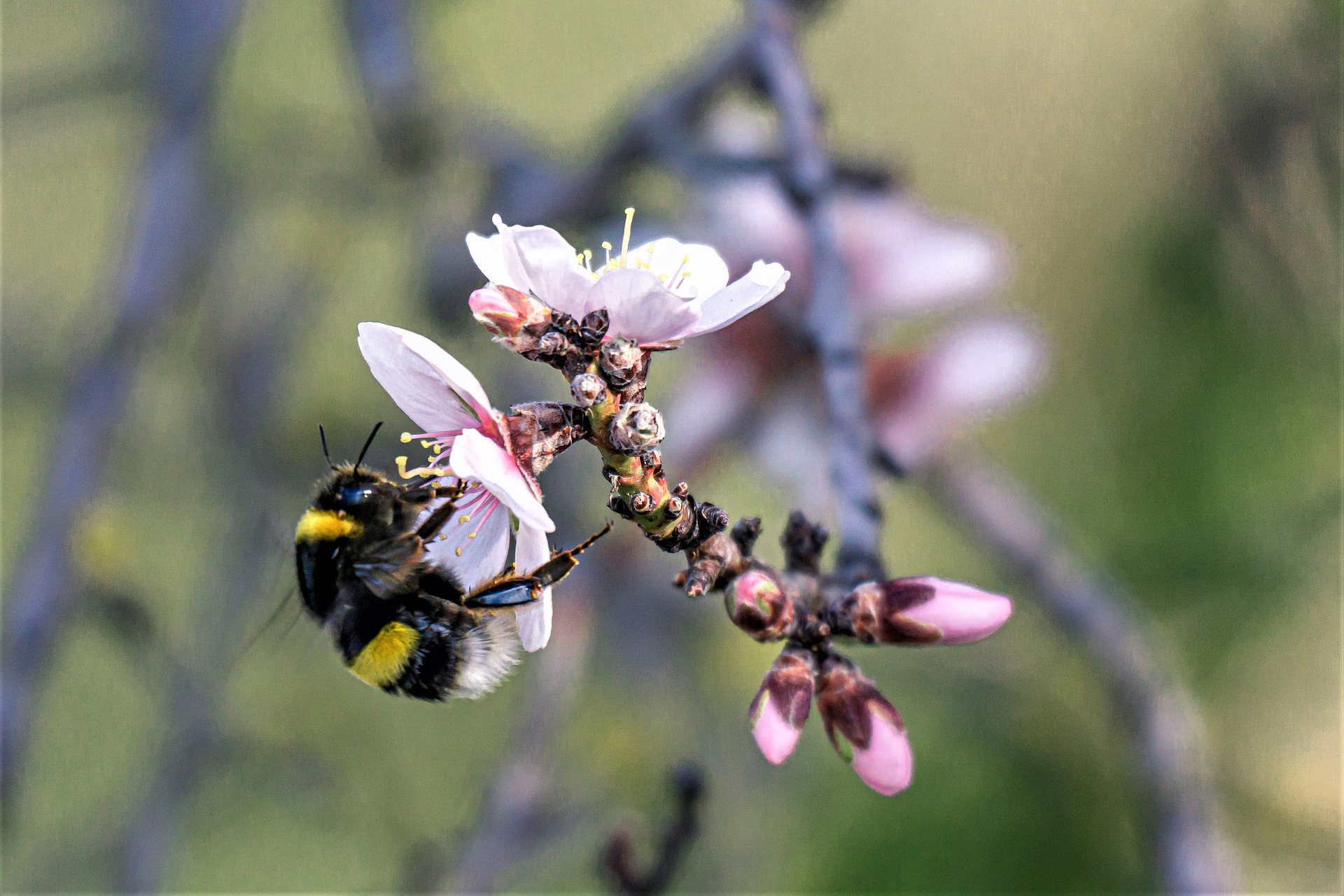 Bzzz, c’est le retour du bourdon