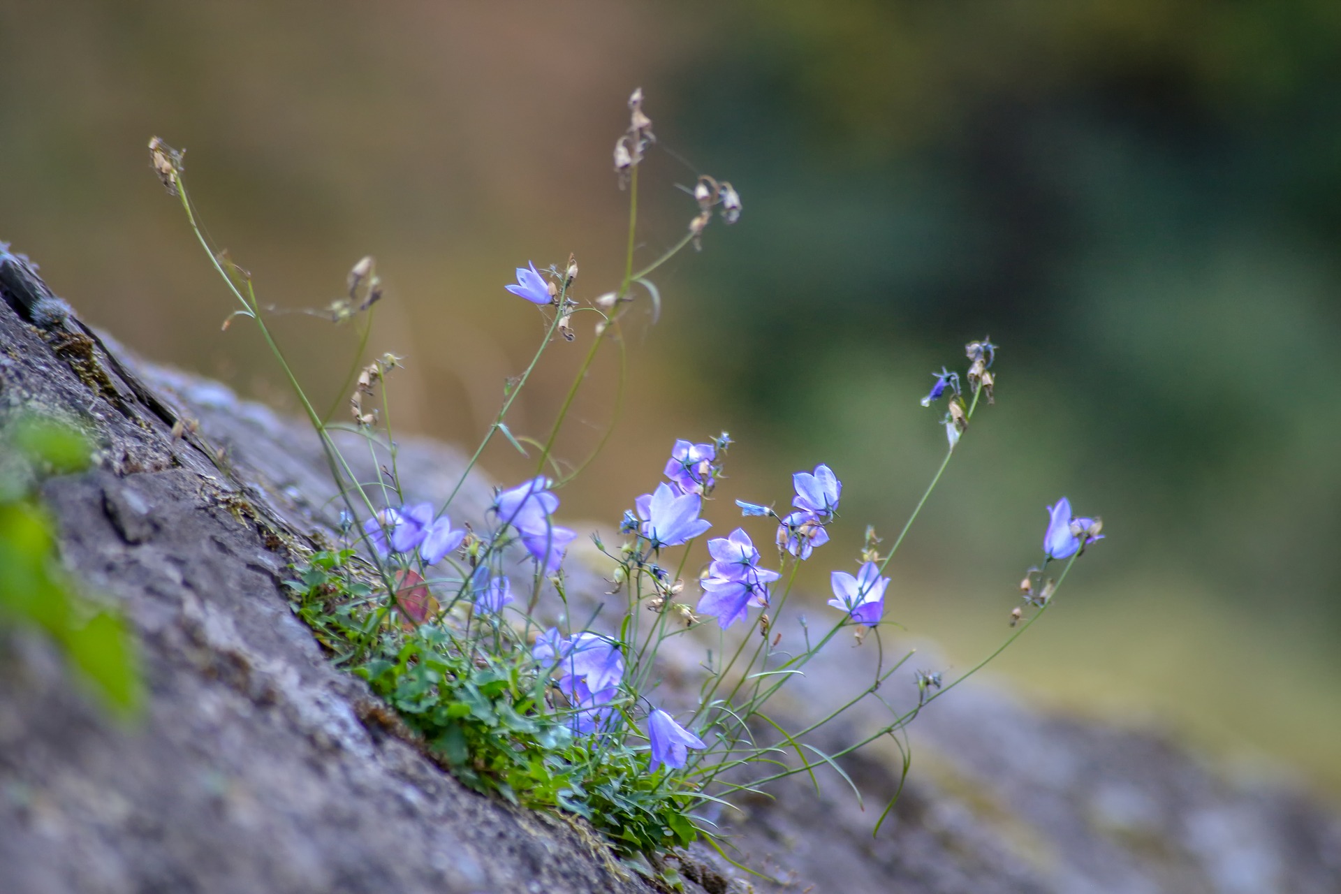 Des plantes et des murs