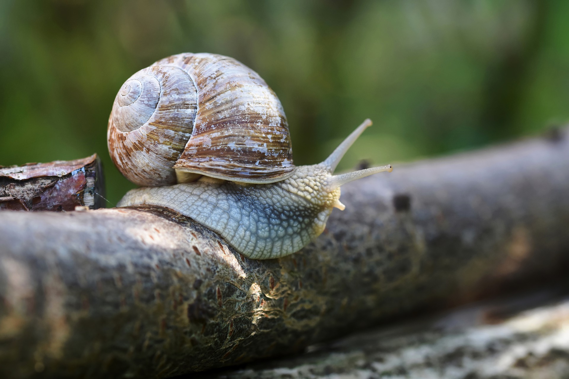 Quel est ce gros escargot ?