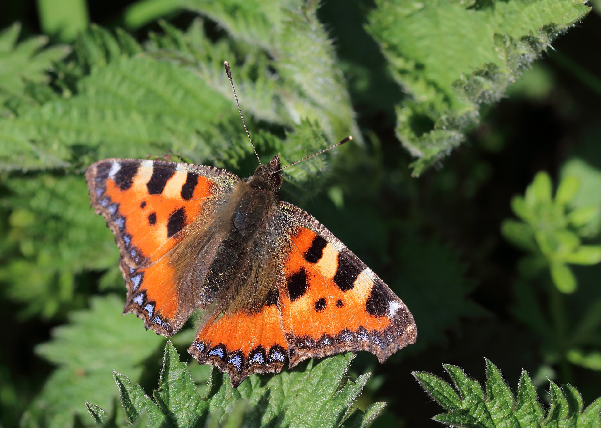Les papillons de l’ortie