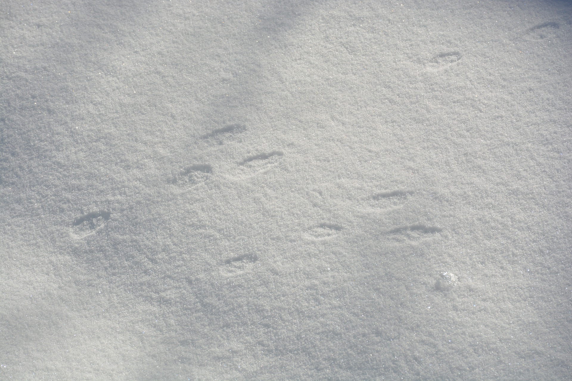 Traces de Mammifères