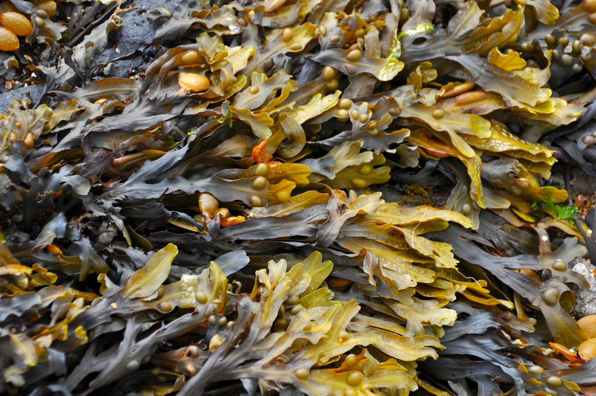 Algues du bord de mer