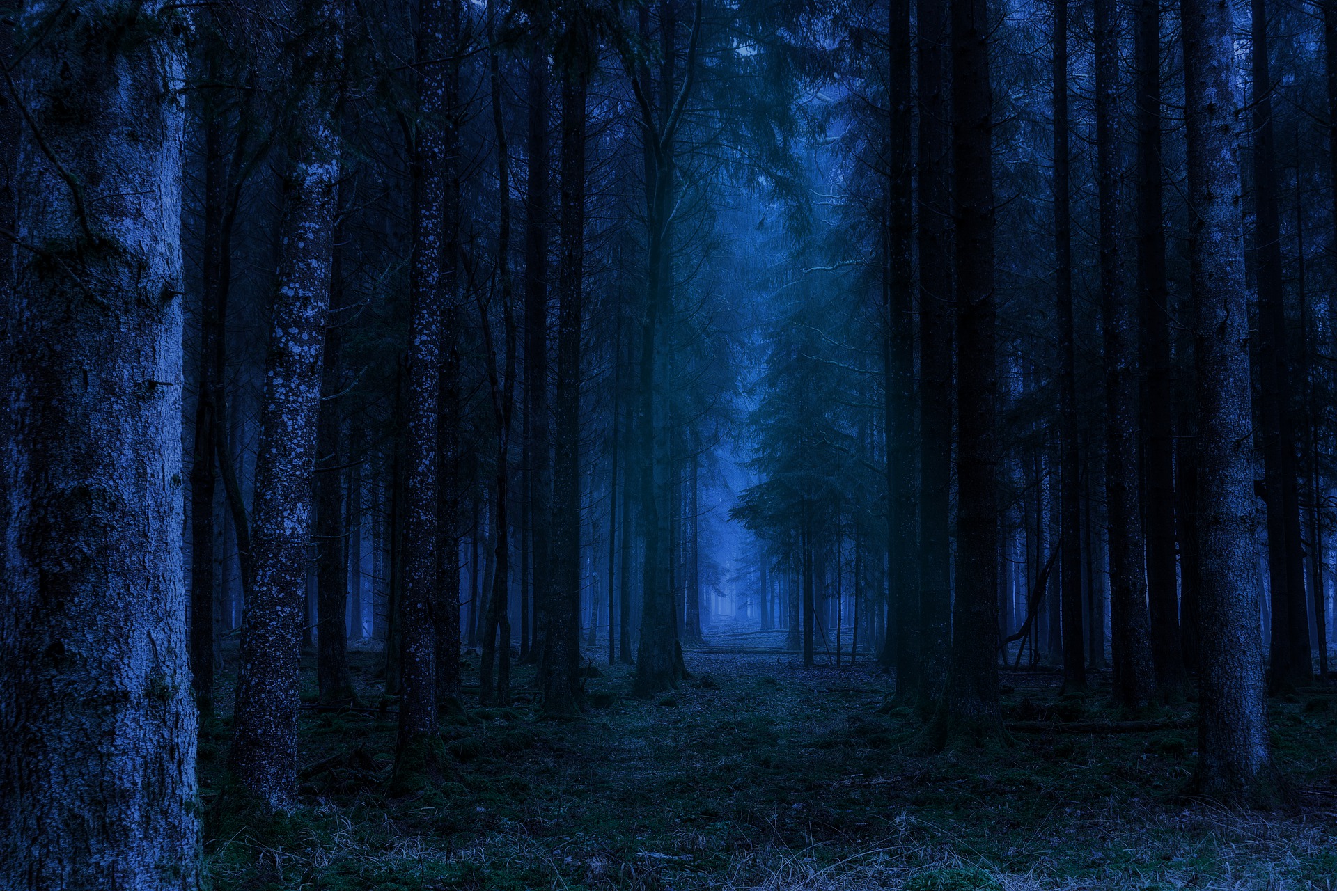 Même pas peur de la Nature la nuit !