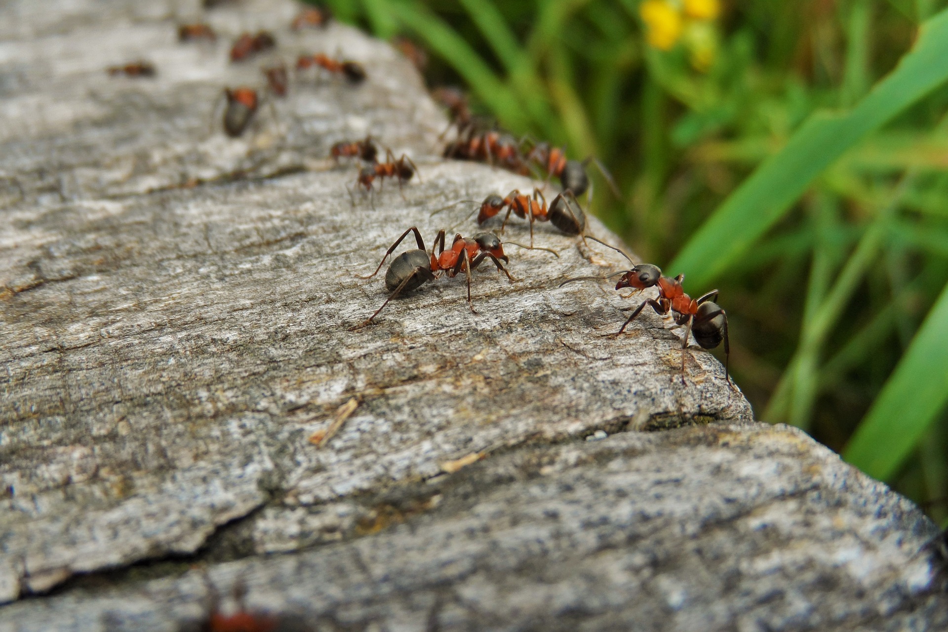 Fourmis, fourmidables !