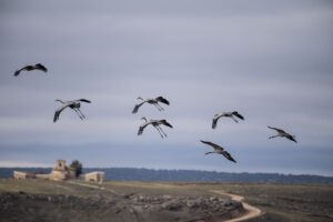 Grues et migrations