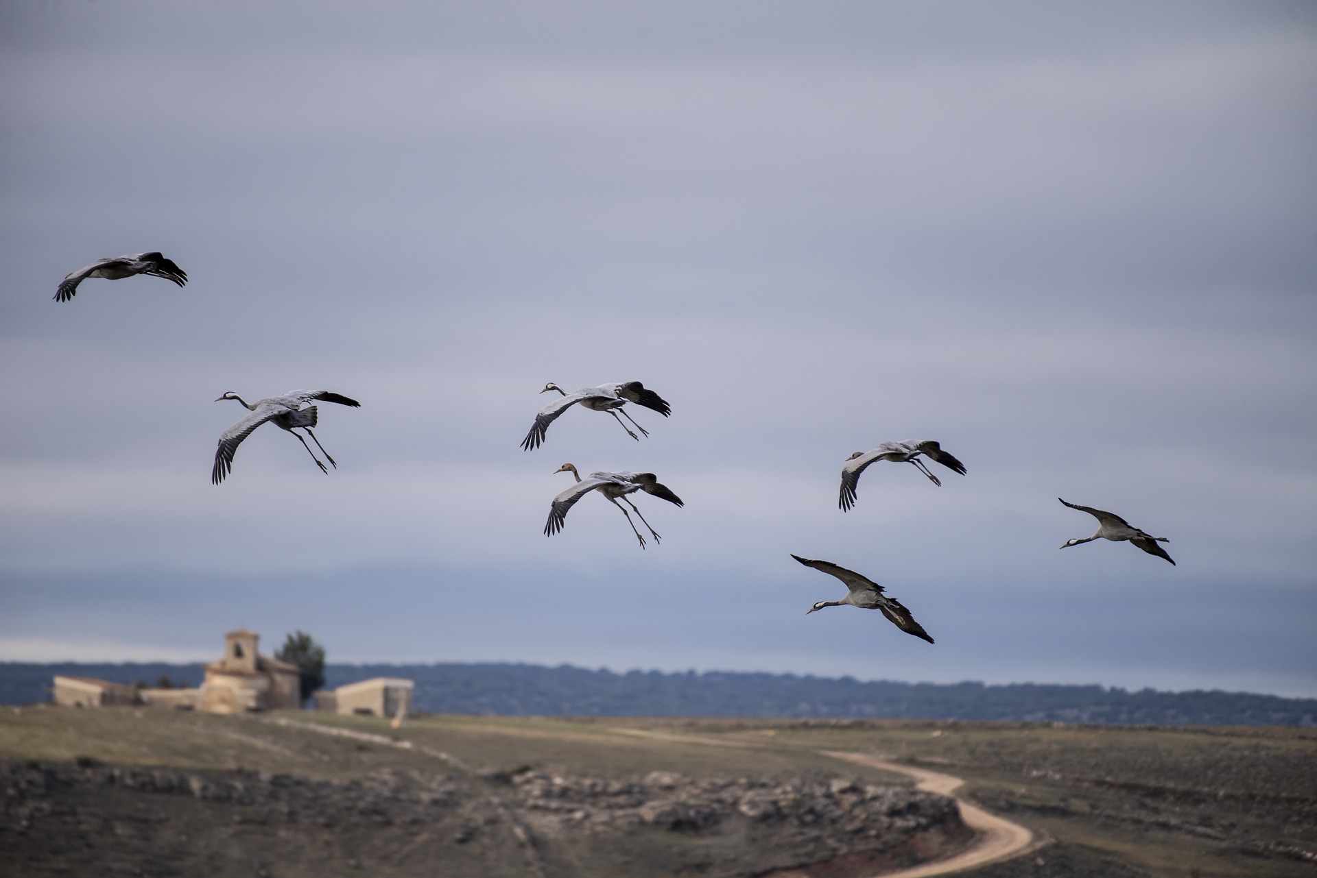 Grues et migrations