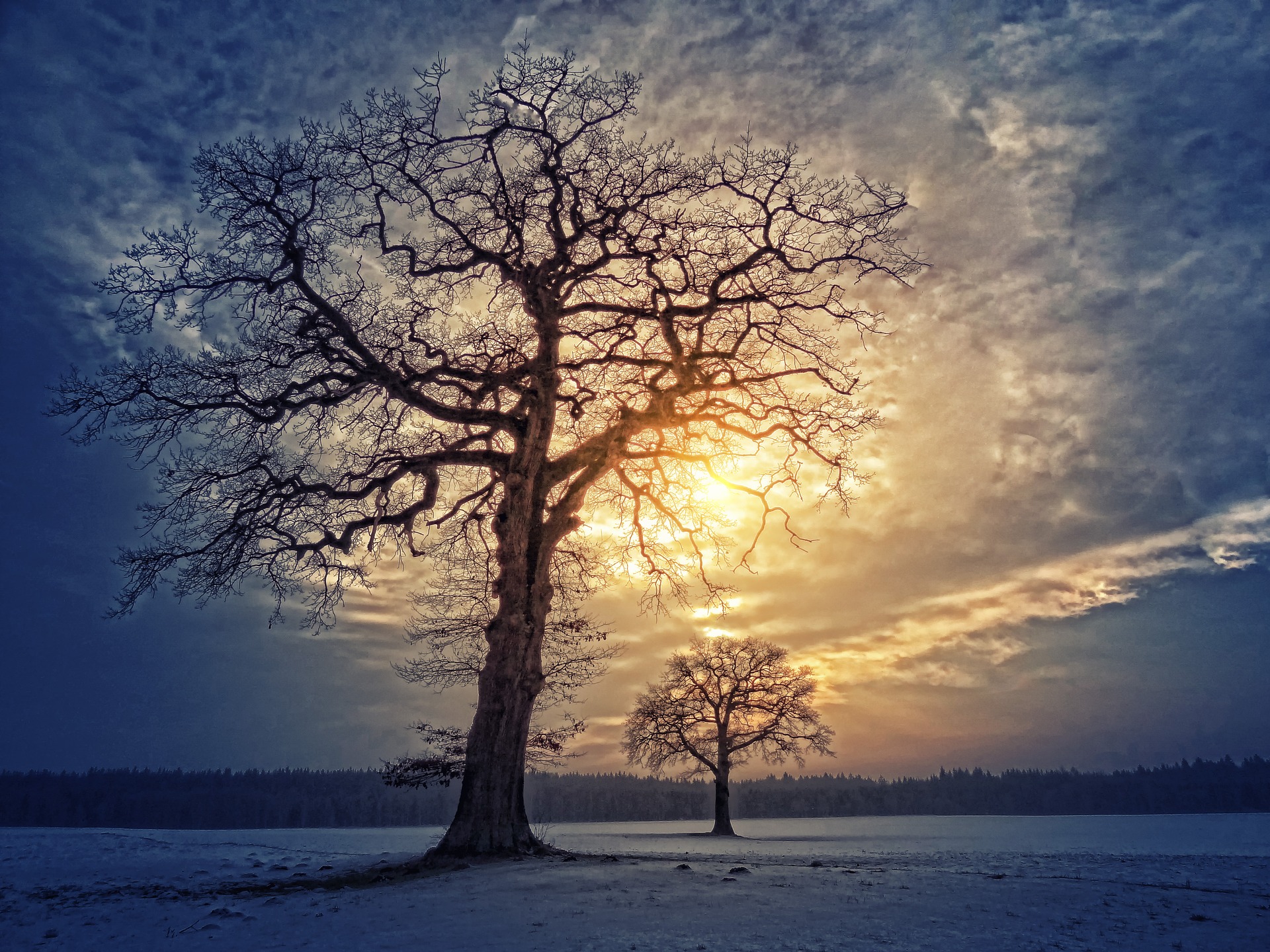 Silhouettes d’arbres