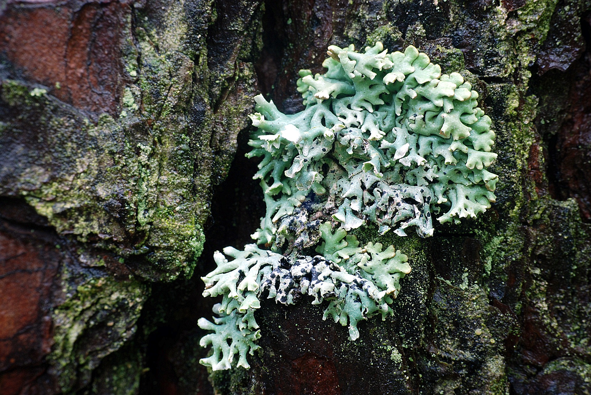 Les lichens