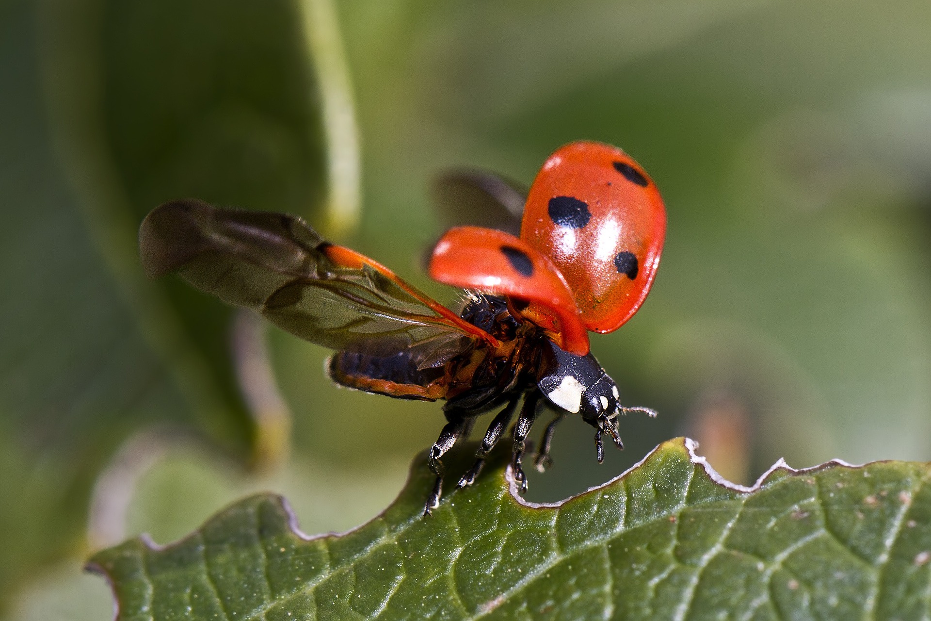 Coccinelle, envole-toi…