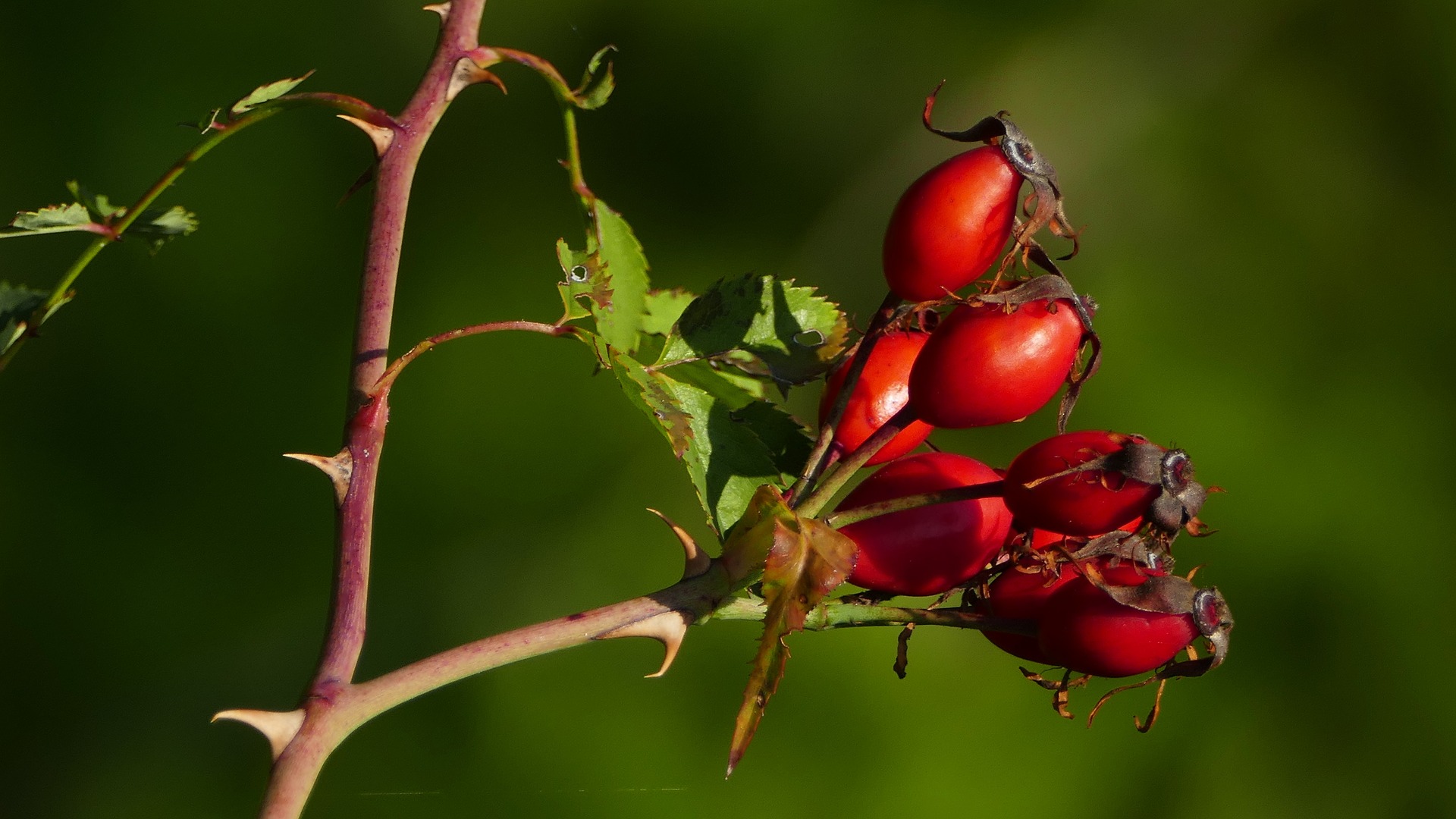 Les trésors d’Églantine