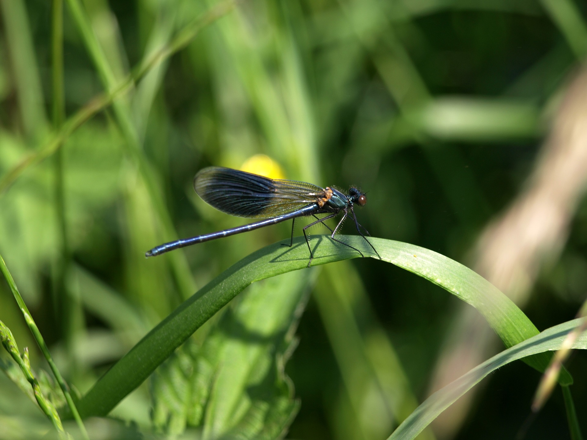 Demoiselles des mares