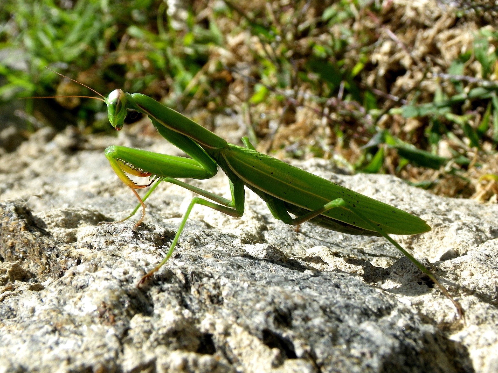 Étonnante la Mante