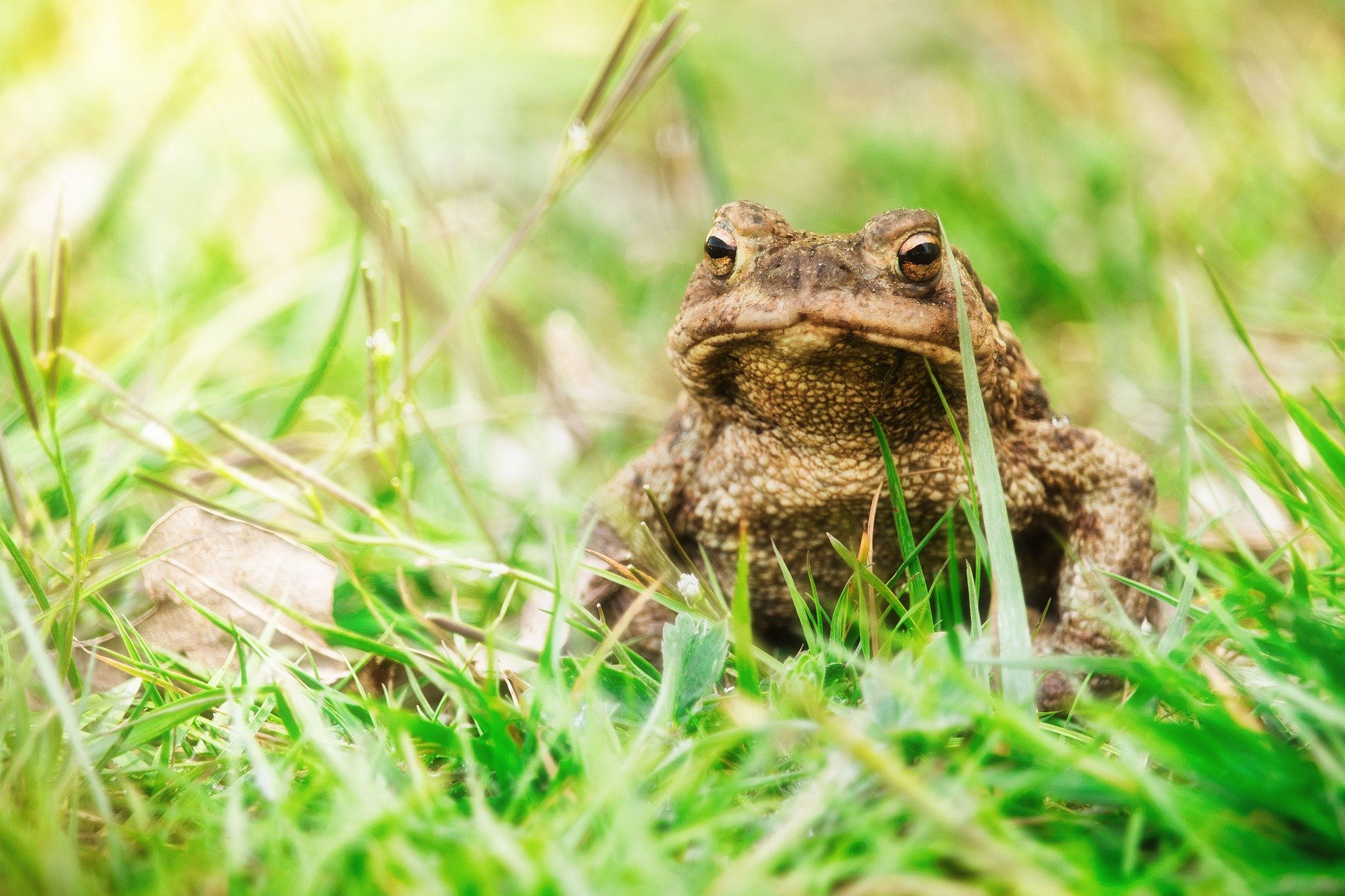 Les beaux yeux du Crapaud