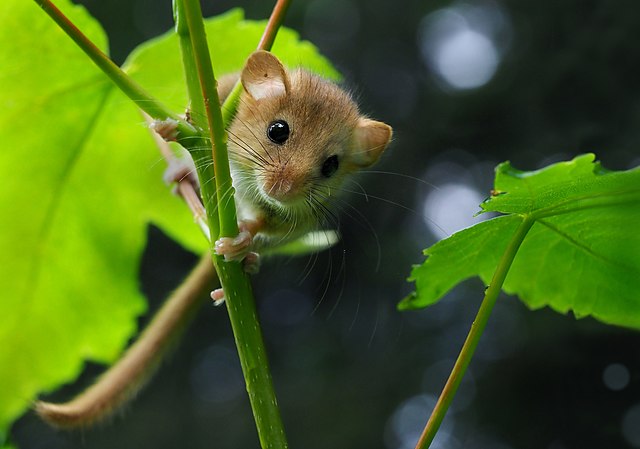 Un rat en or, ce Muscardin !