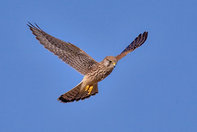 Crécerelle, à tire d’ailes