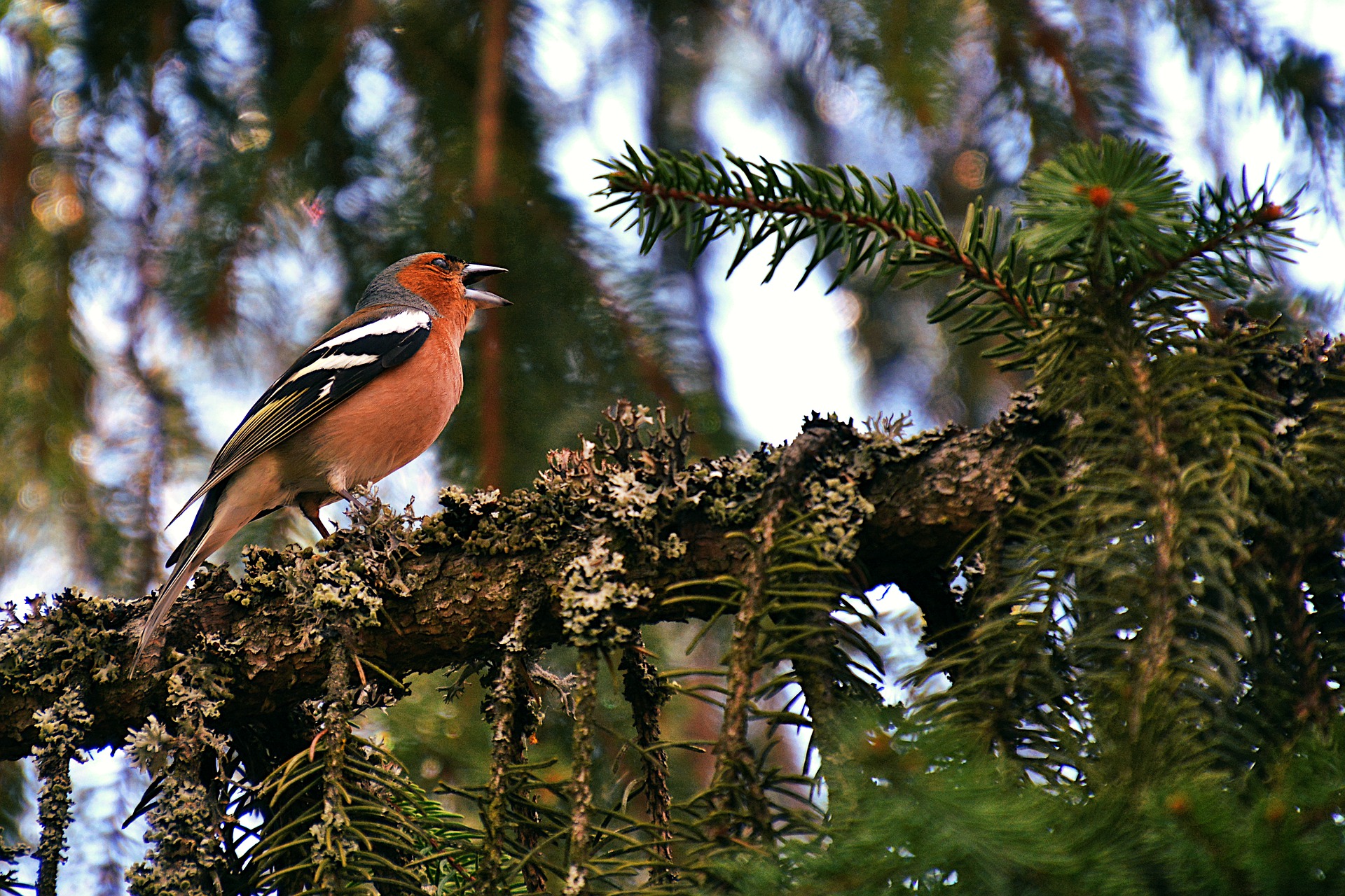 Gai comme le Pinson des arbres