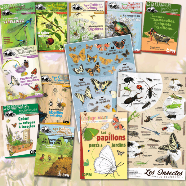 Collection Les insectes
