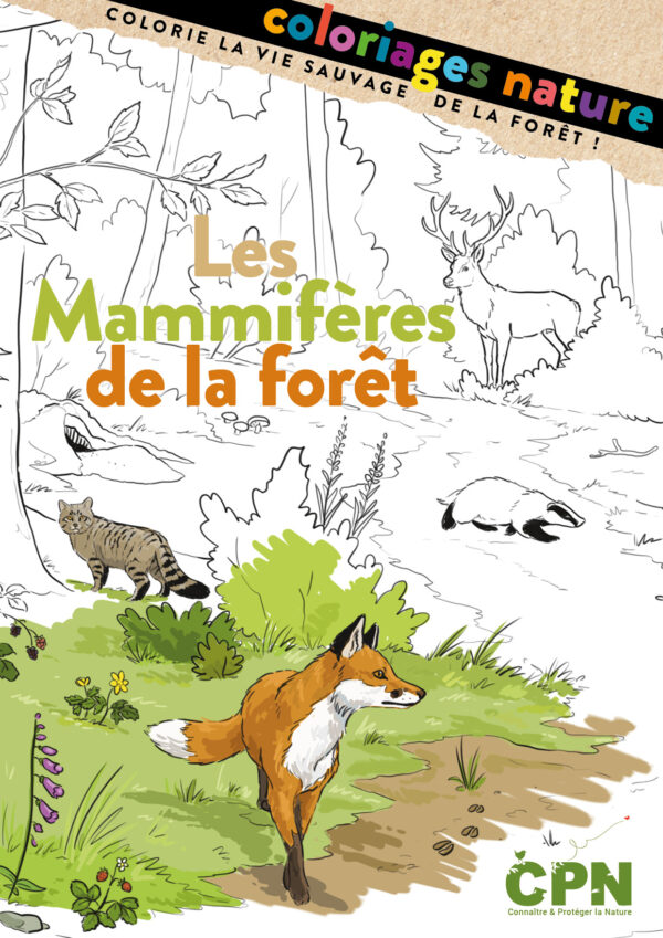 Coloriage nature « Les mammifères de la forêt »