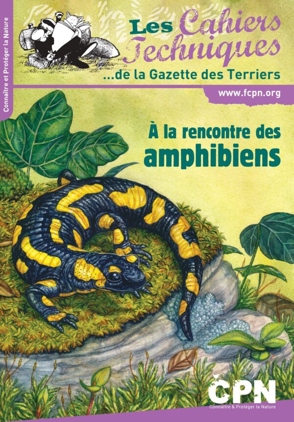 À la rencontre des amphibiens