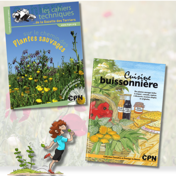 Lot n°4 – Plantes sauvages