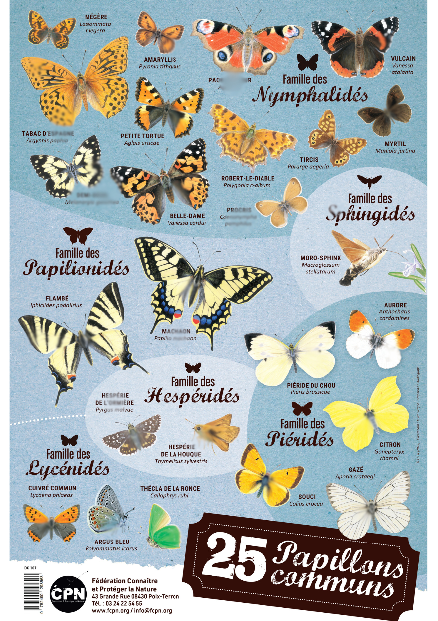 Affiche 25 papillons communs
