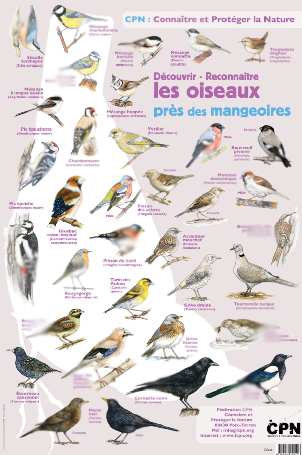 Affiche oiseaux DC34 boutique