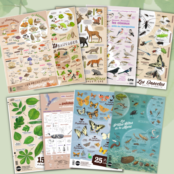 Collection affiches