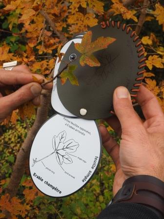 L'éventail feuilles d'arbres