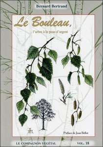 Le Bouleau, l'arbre à la peau d'argent
