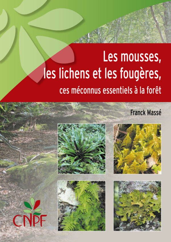 Les mousses, les lichens et les fougères, ces méconnus essentiels à la forêt