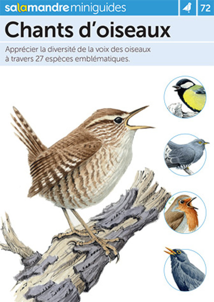 Chant d'oiseaux