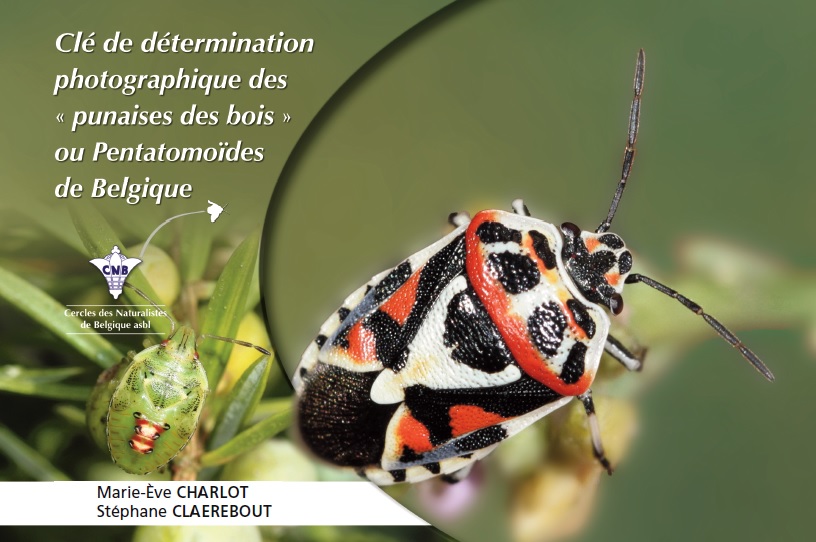 Clé de détermination photographique des punaises des bois