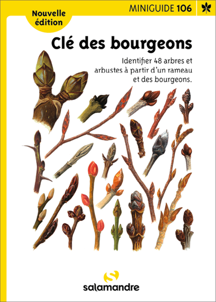 Cle des bourgeons
