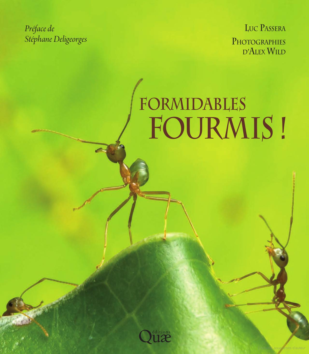 Formidables fourmis