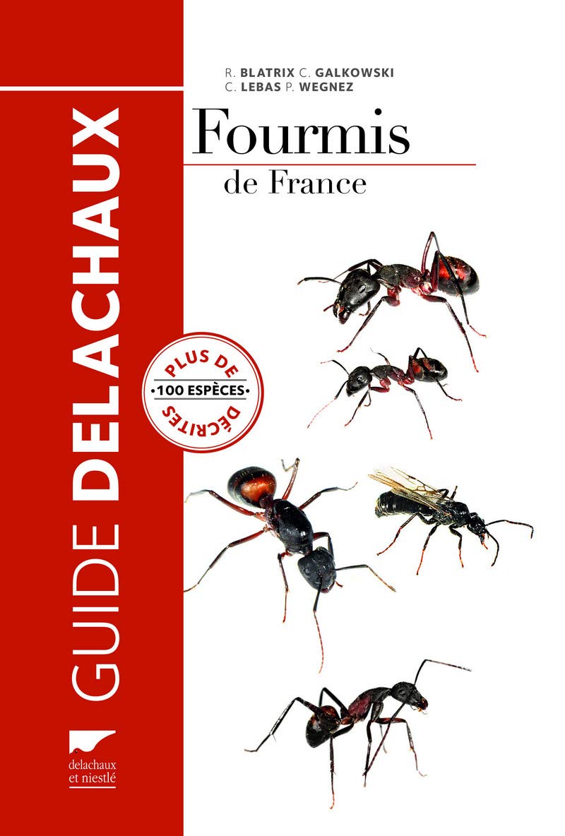 Fourmis de france