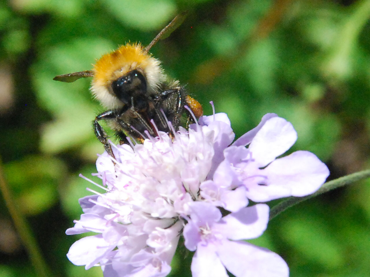 Guêpes et abeilles sauvages