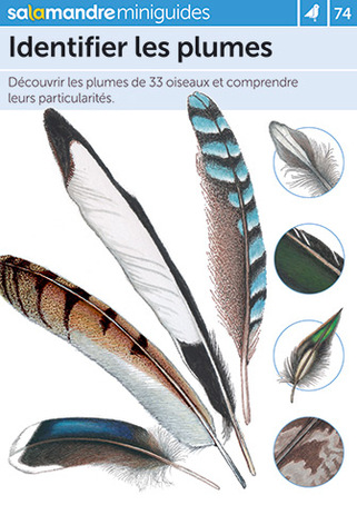 Identifier les plumes