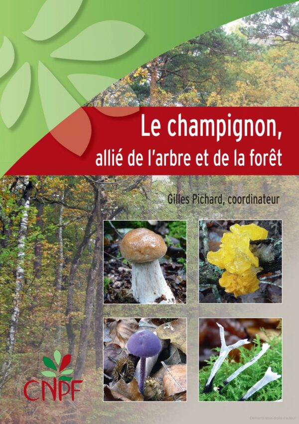 Le champignon, allié de l’arbre et de la forêt