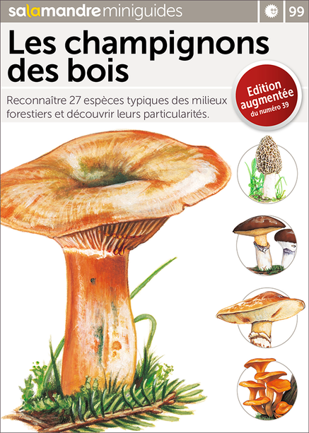 Les champignons des bois