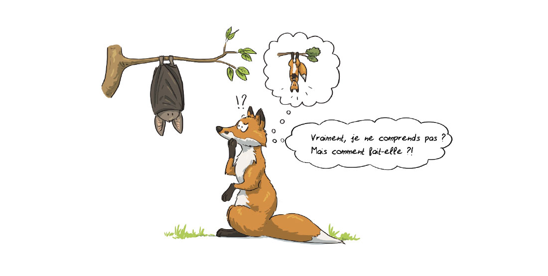 Les chauves souris j'adore