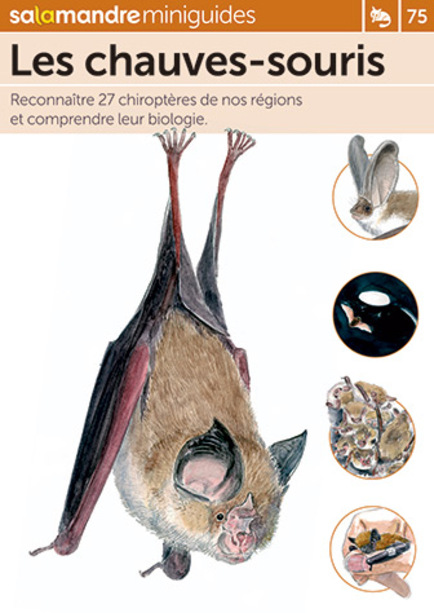 Les chauves-souris