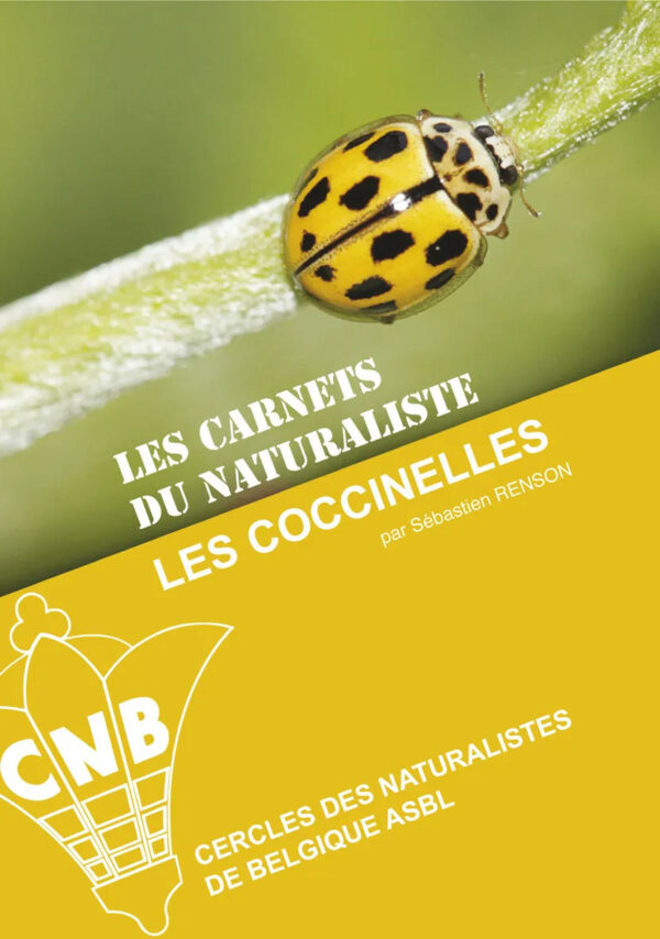 Les coccinelles