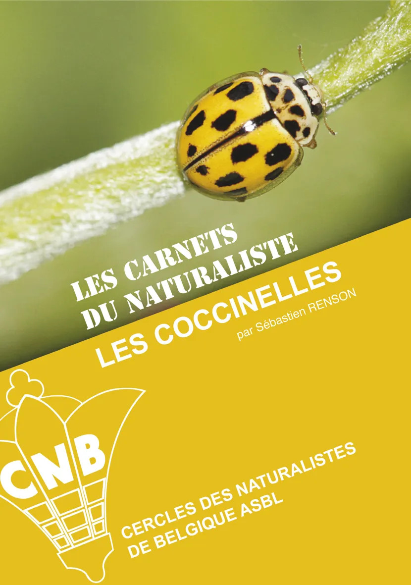 Les coccinelles