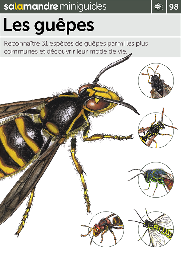 Les guêpes