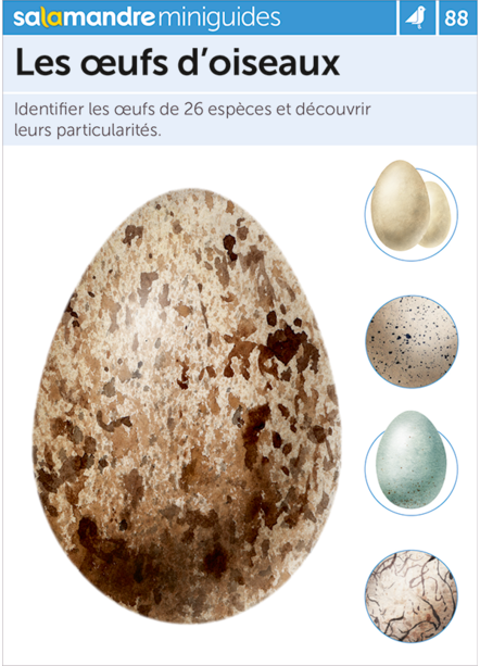 Les oeufs doiseaux