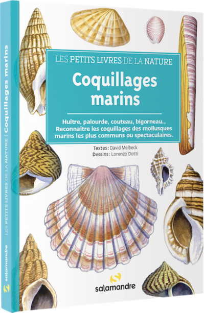 Coquillages marins