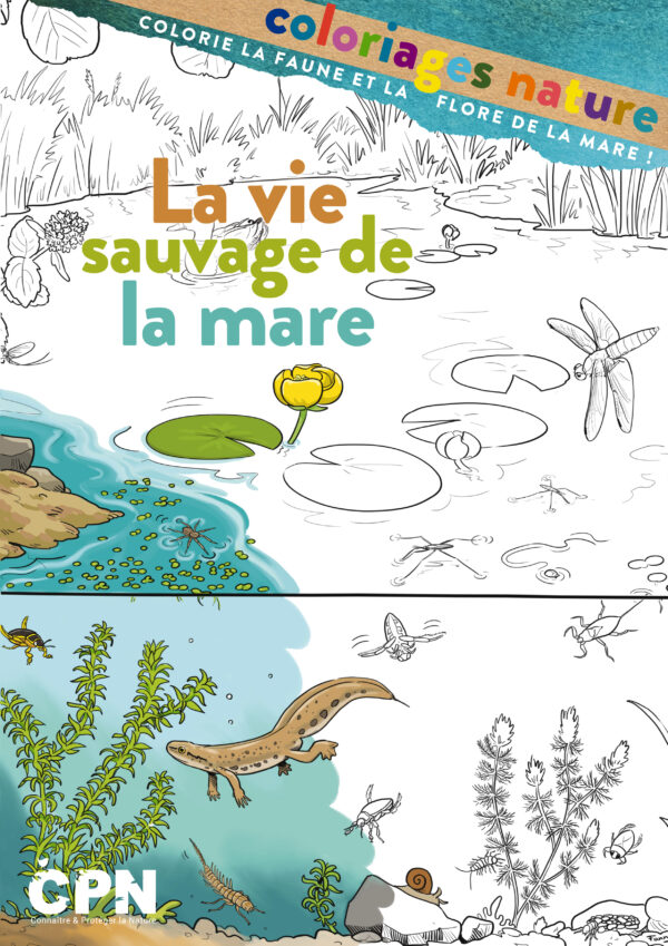 Coloriage nature «La vie sauvage de la mare »