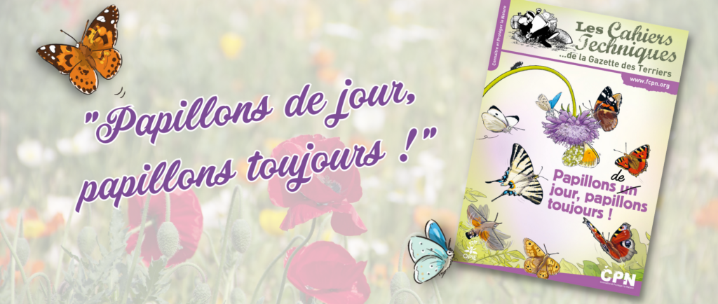 actu ct papillons