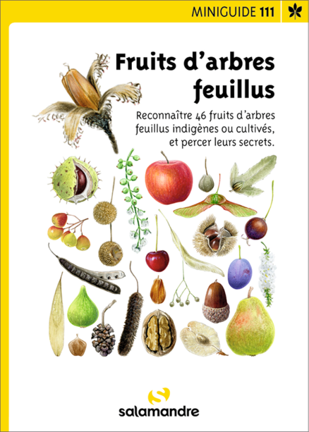 Fruits d'arbres feuillus